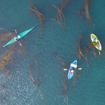 Bull Kelp Surveys